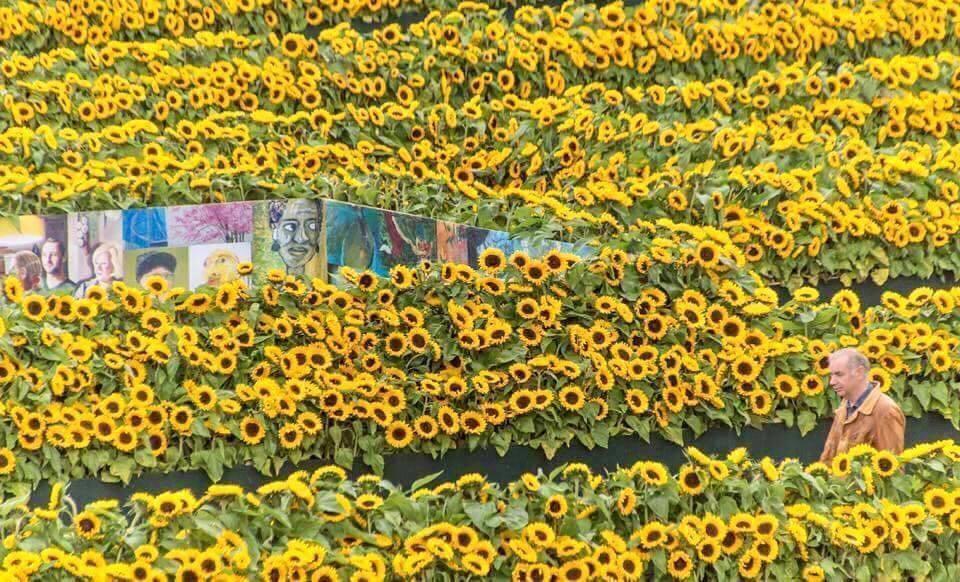 Mê cung hoa hướng dương đẹp xiêu lòng trước bảo tàng Van Gogh ở Hà Lan-2