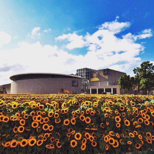 Mê cung hoa hướng dương đẹp xiêu lòng trước bảo tàng Van Gogh ở Hà Lan-8