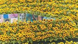 Mê cung hoa hướng dương đẹp xiêu lòng trước bảo tàng Van Gogh ở Hà Lan
