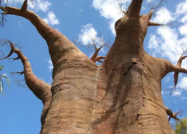 Loại cây khổng lồ ở châu Phi, người dân có thể sống bên trong và hái quả để ăn-1