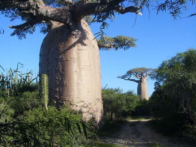 Árbol gigante en África, la gente puede vivir dentro y recoger frutas para comer - 2