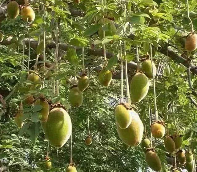 Árbol gigante en África, la gente puede vivir dentro y recoger frutas para comer - 3