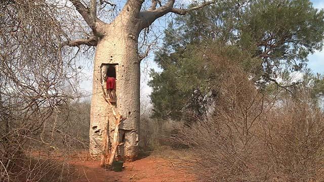 Loại cây khổng lồ ở châu Phi, người dân có thể sống bên trong và hái quả để ăn-4