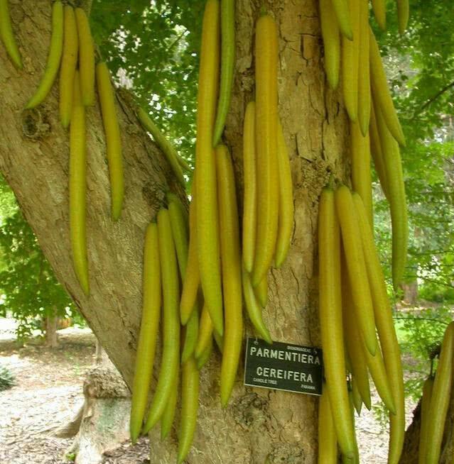 Loại ớt kỳ lạ mọc trên thân cây, ngọt hơn cả táo-3