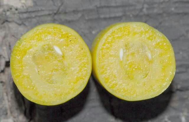 Loại ớt kỳ lạ mọc trên thân cây, ngọt hơn cả táo-4