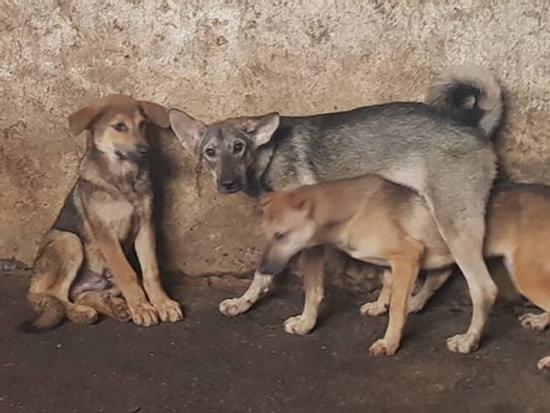 Hòa Bình: Cả nhà bị chó dại cắn, 2 bố con tử vong