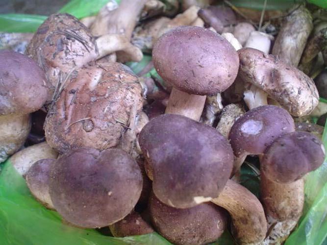 Những đặc sản dân dã của Quảng Bình khiến du khách mê mẩn-4