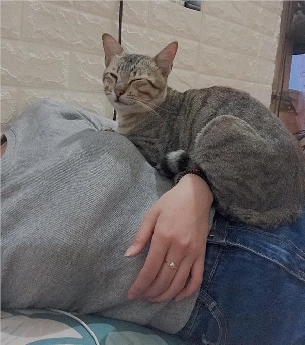 Chủ đi vắng, chú mèo vằn canh giờ hàng xóm đi học về rồi sang ăn nhờ ở đậu-1