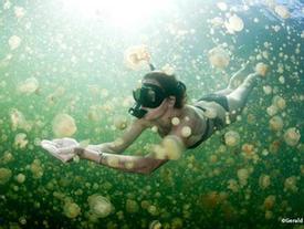 Bơi cùng hàng triệu con sứa quý hiếm ở Palau Bơi cùng hàng triệu con sứa quý hiếm ở Palau