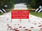 Hòn đảo ở Australia cấm đường làm lối đi cho hàng triệu con cua đỏ