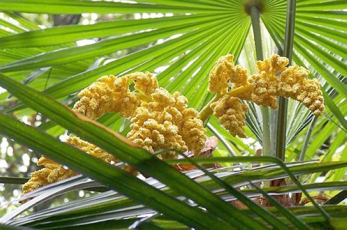 Ai dè loại quả như trứng cá lại là thuốc bổ cho người bị huyết áp-1