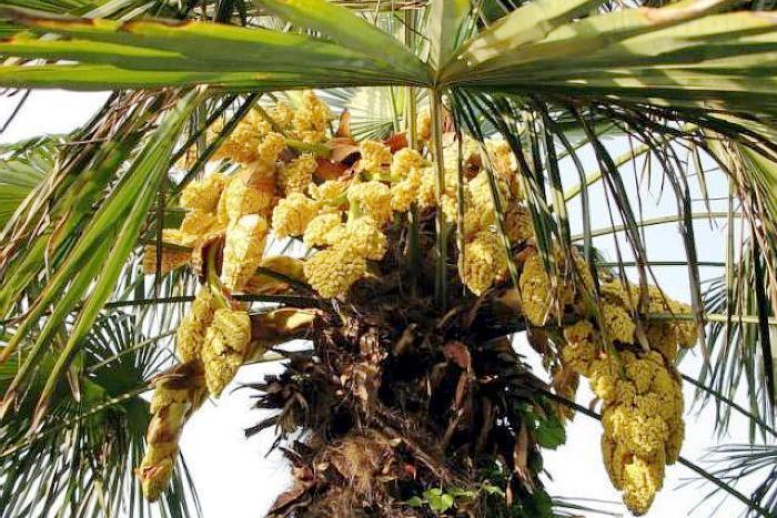 Ai dè loại quả như trứng cá lại là thuốc bổ cho người bị huyết áp-2