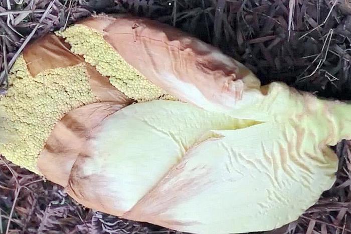 Ai dè loại quả như trứng cá lại là thuốc bổ cho người bị huyết áp-3