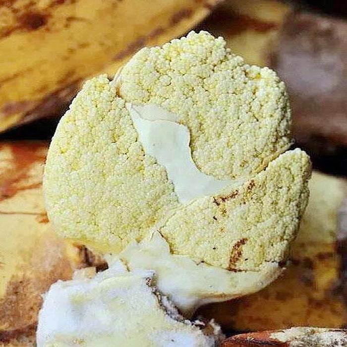 Ai dè loại quả như trứng cá lại là thuốc bổ cho người bị huyết áp-4