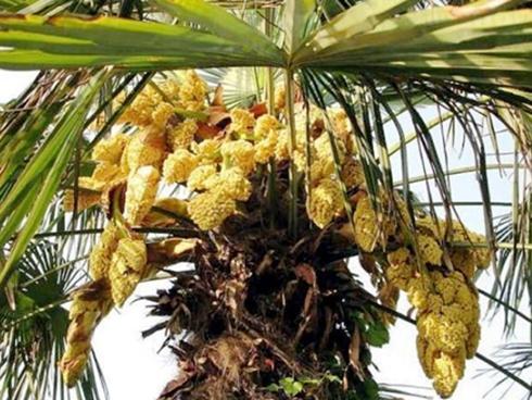 Ai dè loại quả như trứng cá lại là thuốc bổ cho người bị huyết áp