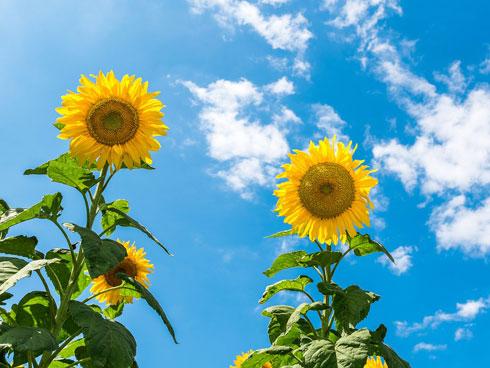 Tử vi thứ Ba ngày 16/4/2019 của 12 con giáp:  Tý thuận lợi trăm bề, Thìn tình cảm mâu thuẫn