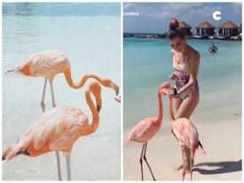 Khám phá đảo hồng hạc đẹp nhất vùng biển Caribbean Khám phá đảo hồng hạc đẹp nhất vùng biển Caribbean