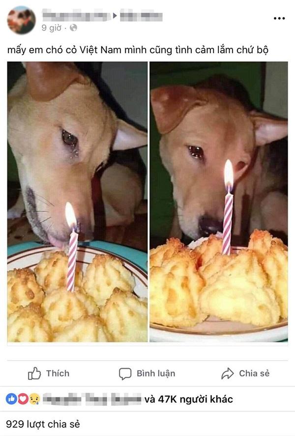 Chú chó rơi nước mắt khi được chủ thắp nến tổ chức sinh nhật khiến ai nấy đều rưng rưng-1