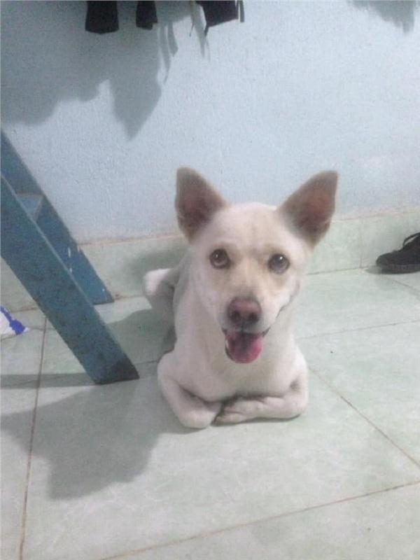 Chú chó rơi nước mắt khi được chủ thắp nến tổ chức sinh nhật khiến ai nấy đều rưng rưng-5