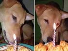 Chú chó rơi nước mắt khi được chủ thắp nến tổ chức sinh nhật khiến ai nấy đều rưng rưng