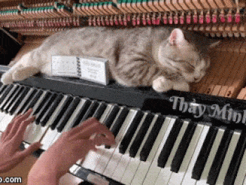 Bất ngờ với chủ nhân chú mèo mập ú triệu view nằm ngủ trên đàn dương cầm nổi tiếng khắp thế giới-1