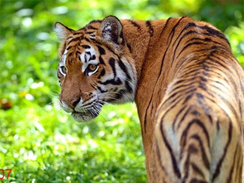 3 con giáp CÀNG GIÀ CÀNG GIÀU, của nả chất đầy nhà, thả ga tiêu xài khi về già-1