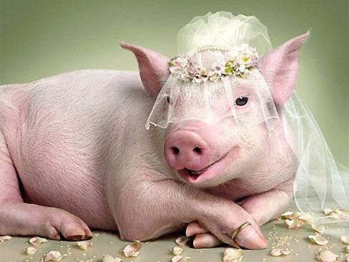 3 con giáp CÀNG GIÀ CÀNG GIÀU, của nả chất đầy nhà, thả ga tiêu xài khi về già-2