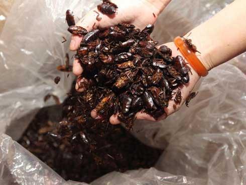 Người Trung Quốc nuôi gián làm món ăn đặc sản và thuốc chữa bệnh