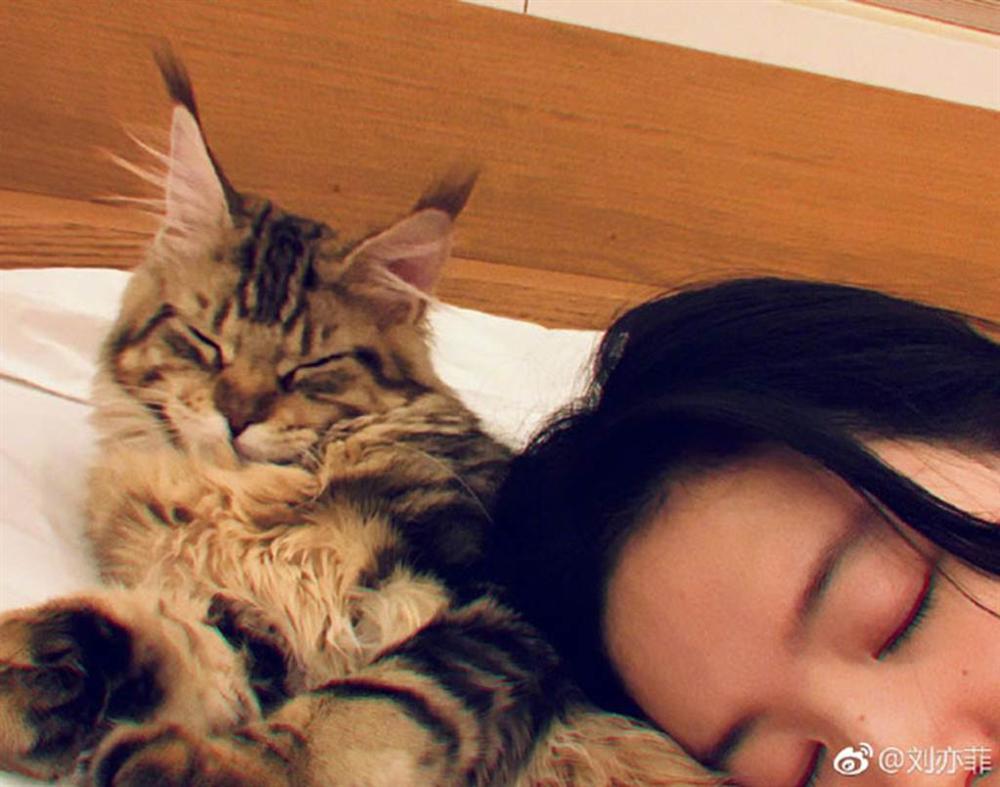 Toàn bị chê mặt mộc xấu xí, Lưu Diệc Phi bất ngờ phủ nhận xuất sắc-5