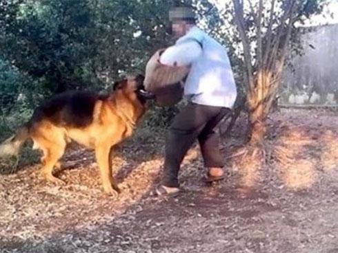 Hà Tĩnh: Bé 4 tuổi bị chó becgie nhà nuôi cắn đa chấn thương vùng mặt, rách da đầu