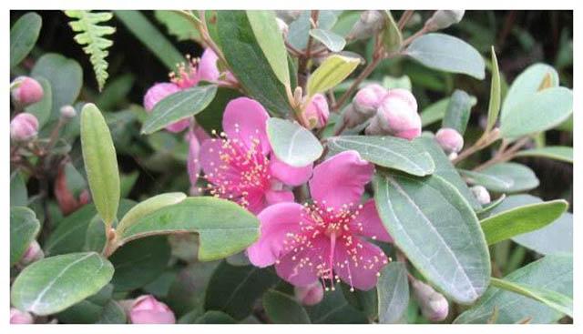 Loại quả mọc dại ở Việt Nam được ví như kho báu ở Trung Quốc-1