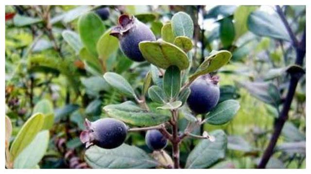 Loại quả mọc dại ở Việt Nam được ví như kho báu ở Trung Quốc-3