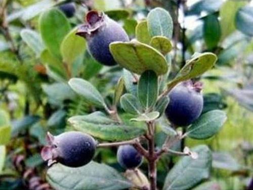 Loại quả được ví như vàng lỏng ở Trung Quốc-7