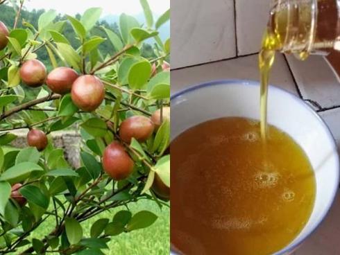 Loại quả được ví như 'vàng lỏng' ở Trung Quốc