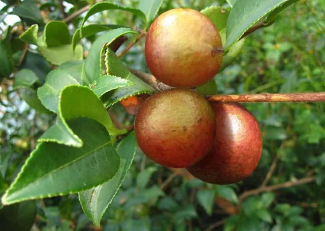 Loại quả được ví như vàng lỏng ở Trung Quốc-2