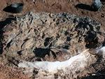 Kinh hoàng 'nghĩa địa khủng long' khổng lồ thời tiền sử ở Nam Mỹ