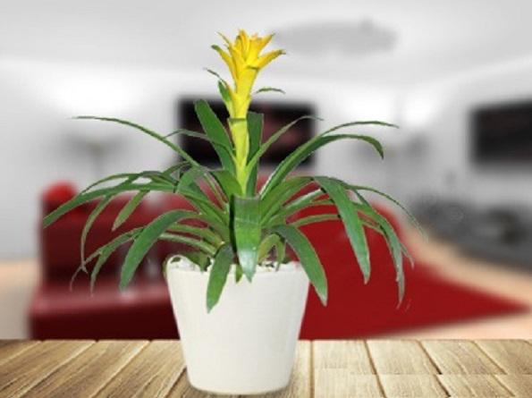 3 con giáp phải trồng cây này mới PHÁT TÀI PHÁT LỘC, tài khoản nảy số chóng mặt, giàu sang sáng chói-3