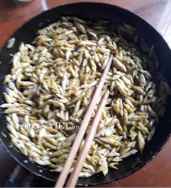 Nắng nóng thế này đi săn sâu muồng về... ăn sống-2