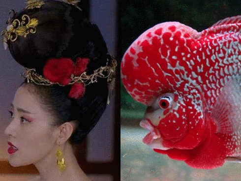 Sao Hoa ngữ đắc tội với stylist: Người đội ấm đun nước trên đầu, kẻ trông như cá dọn bể