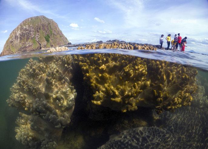 Ngỡ ngàng trước vẻ đẹp của vườn hoa san hô lộ thiên ở Phú Yên-3
