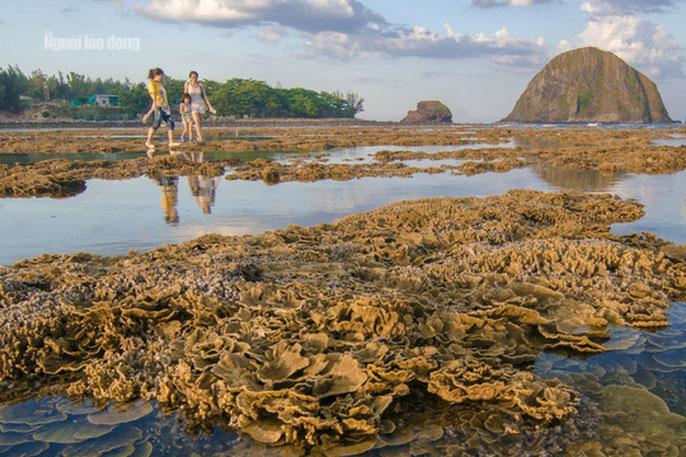 Ngỡ ngàng trước vẻ đẹp của vườn hoa san hô lộ thiên ở Phú Yên-4