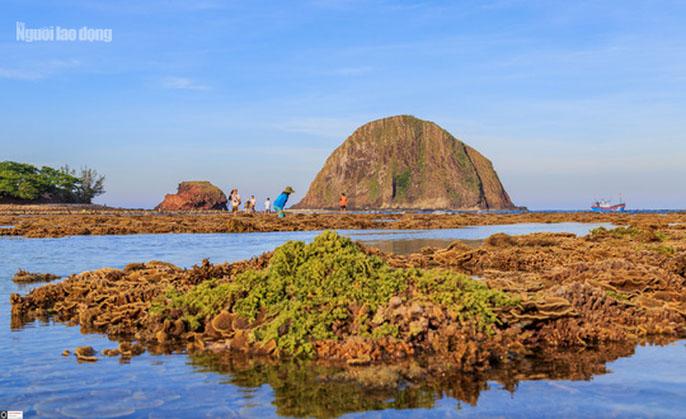 Ngỡ ngàng trước vẻ đẹp của vườn hoa san hô lộ thiên ở Phú Yên-7