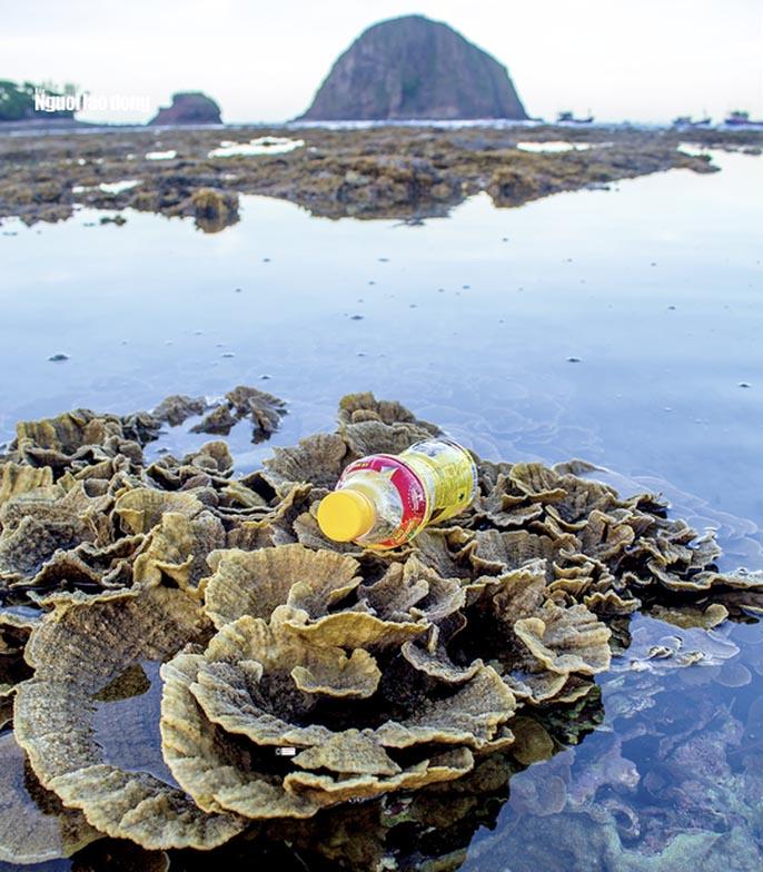 Ngỡ ngàng trước vẻ đẹp của vườn hoa san hô lộ thiên ở Phú Yên-9