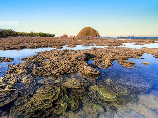 Rạn san hô khổng lồ được ghép bởi hơn 900 hòn đảo-1