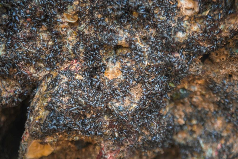 Đặc sản rau cạo Nghệ An nhìn ghê ghê: Ăn 1 lại muốn ăn 2-2