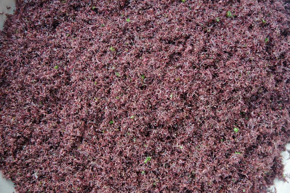 Đặc sản rau cạo Nghệ An nhìn ghê ghê: Ăn 1 lại muốn ăn 2-6