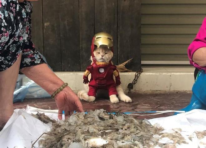 Chú mèo tên Chó lại gây cười khi hóa thân thành anh hùng Avengers-9