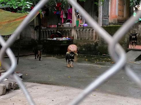 Khởi tố vụ bé trai 7 tuổi bị đàn chó thả rông cắn chết-1