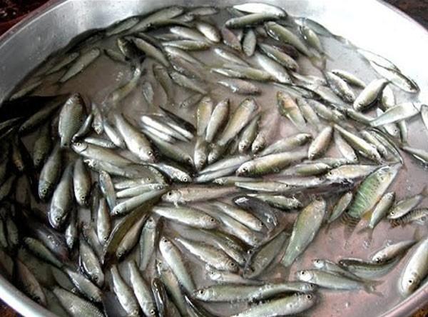 Sơn La có món cá nhảy tanh tách trong miệng, nhiều người dè chừng-1