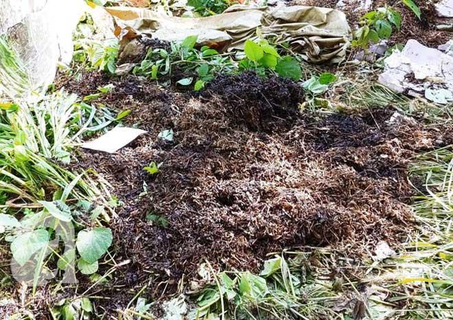 Vụ 2 xác người bị đổ bê tông ở Bình Dương: Một thi thể mất 3 răng, thi thể kia bị ướp trà quấn chặt nilong trước khi giấu xác-2